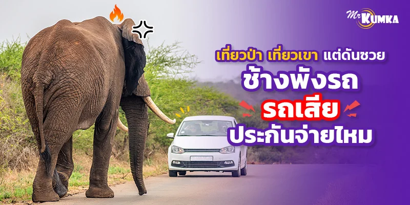 เที่ยวป่า เที่ยวเขาแต่ดันซวย ช้างพังรถ รถเสีย ประกันจ่ายไหม | มิสเตอร์ คุ้มค่า