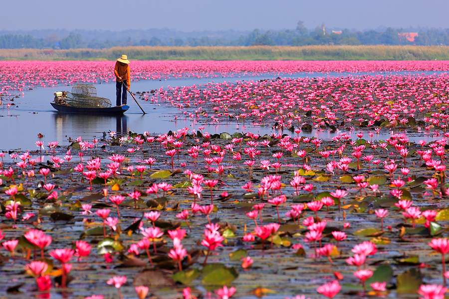 ทะเลบัวแดง จังหวัดอุดรธานี